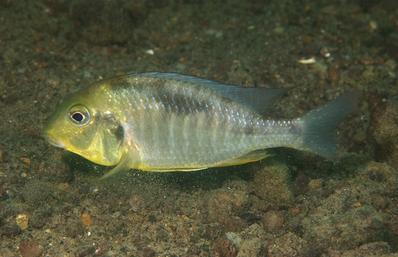 Lethrinops macrochir 'Boadzulu Island'